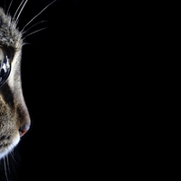 My cat