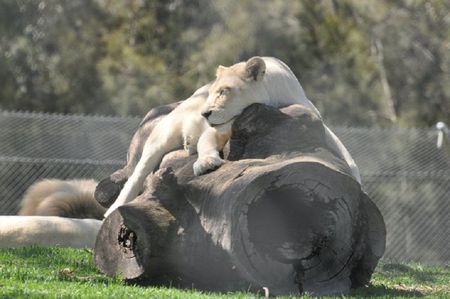 lion - sleeping, lazy, lion, animals