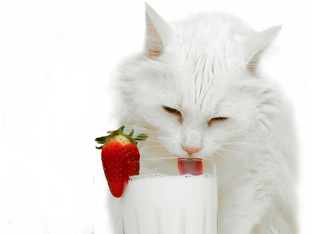 Ice cat - strawberry, drink, kitten, cat, feline, ice