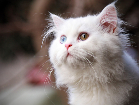 Pretty white cat - white, kitten, cat, feline, fluffy