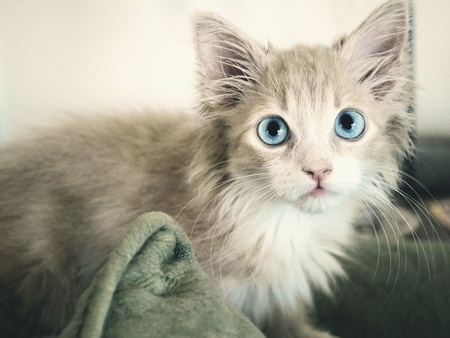 Big blue eye cat - cat, feline, animal, kitten