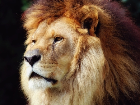 Lion Lion - lion, animal, big cat, wildlife