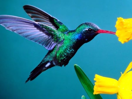 Hummingbird - animal, bird, flower, hummingbird