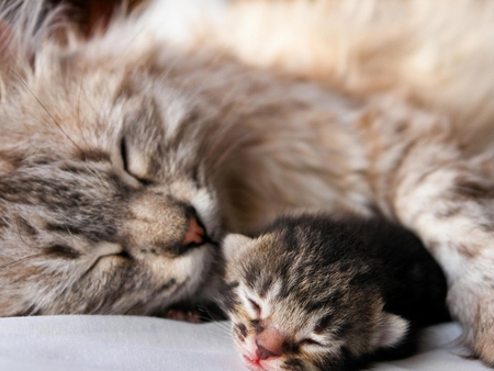 Mother and baby cat - animal, kitten, feline, cat