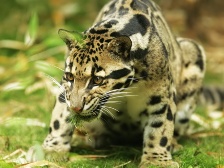 American jaguar - wildlife, cat, america, animal, feline, jaguar