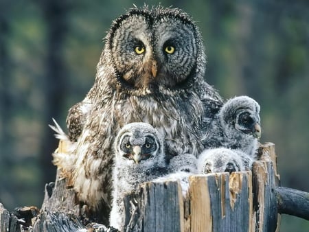 Owl family - owl, bird, animal, chick, family