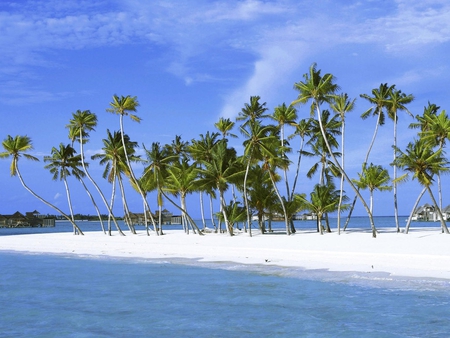 Palms - sea, water, beach, palm