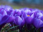 Purple flowers