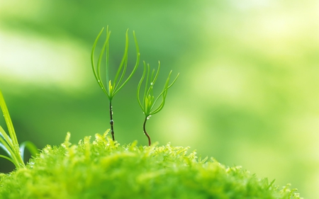 Green nature - leaf, life, nature, green