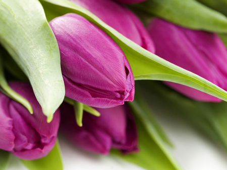 Pretty tulips for all in DN - pretty, flower, tulip, purple