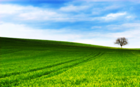 Grass - field, tree, nature, green, grass