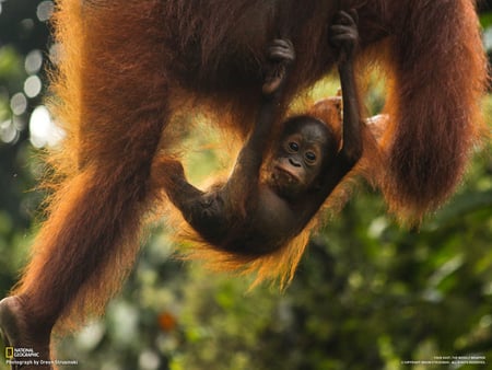 Hanging Out With Mom - hanging out, mom, chimpanzee, baby