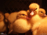 Cute Baby Ducks