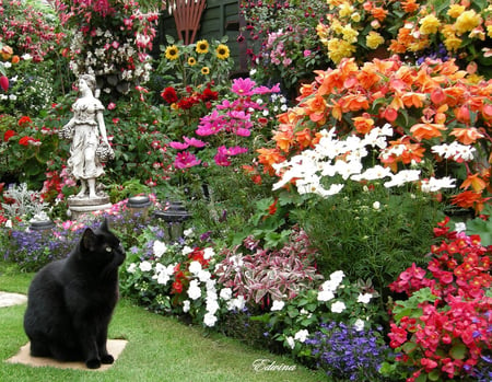 August Garden - flowers, black cat, beautiful, garden, home