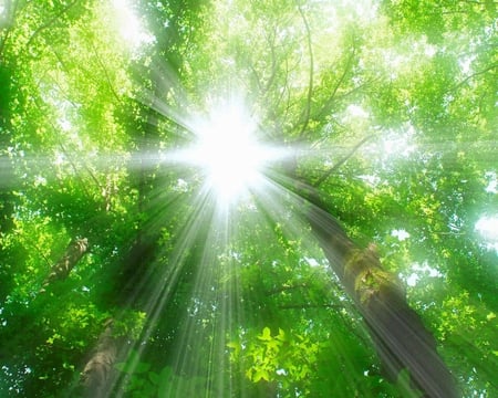 Blinding Light Osaka Japan - beam, trees, nature, forest, sun, leaves