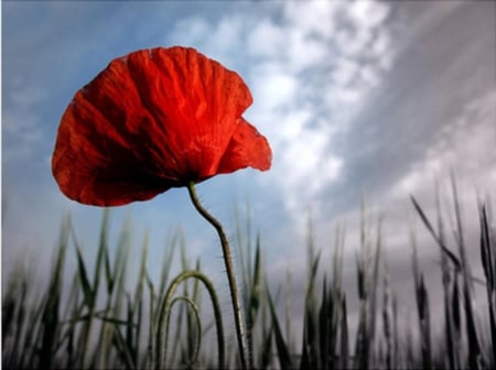 poppy - flowers, nice, poppy, red