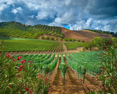 Sweetness of the Vine - hill, clouds, vines, flower, rows, ground, fruit, plants, sky