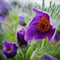 nice flowers