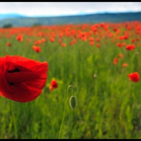 poppies