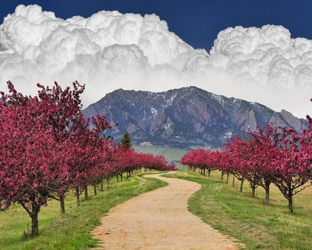 Spring Trail Colorado - blossoms, pink, road, grass, blue, white, sky, clouds, trees, nature, mountain, fluffy, green