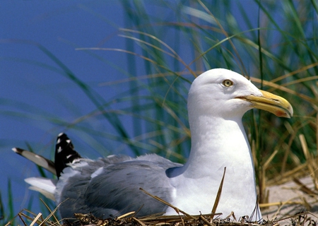 Bird - animal, other, bird, beautiful