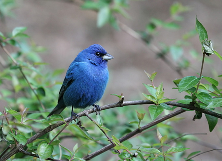 Blue bird - nature, blue, bird, animal, forest, leaves, park