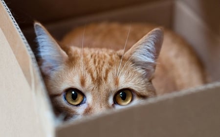 cat in box - box, orange, funny, cat