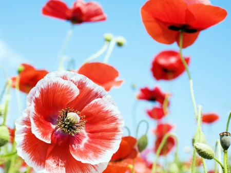 Red flowers for Cherie - flowers, gift, red, beautiful