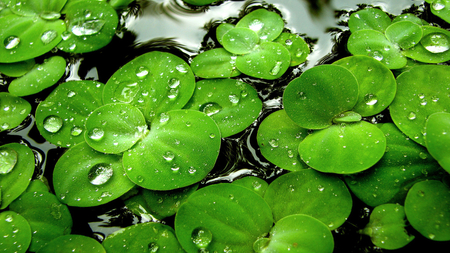 clover - water, green, lucky, clover