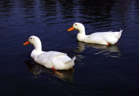 Ducks - ducks, animals, beautiful, other