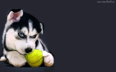 alaskan malamute - white, malamut, yellow, dog, ball, alaskan, black