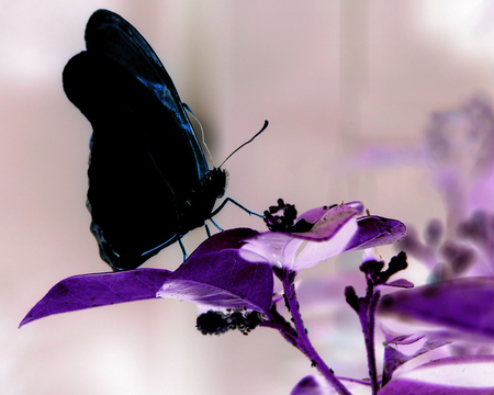 Mariposa negra - butterflies, flowers, wonderful, nature, purple, fly, wings, butterfly, violet, animals