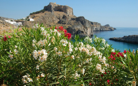 SHORE - nature, flowers, shore, cliffs