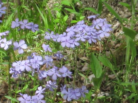 The Birth of Spring - leaves, green, flowers, violet, little