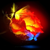 Glowing color rose for Cinzia