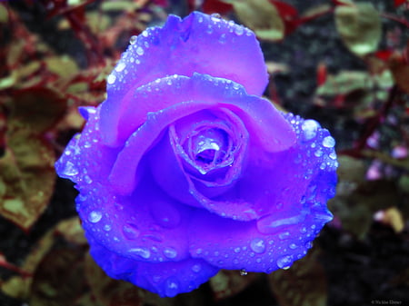 Blue Rose For Alba - glowing, flower, blue rose, photography