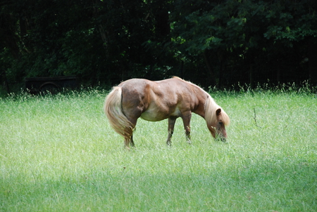 Castle horse - country, horse, scenery, beautiful