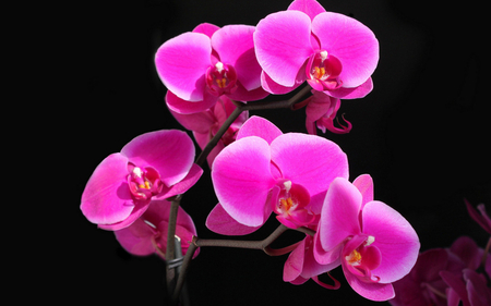 Beautiful Pink Flowers - glowing, pink flowers, pink, beautiful