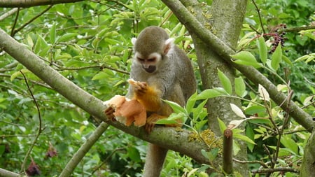 so good... - bread, eating, monkey, tree