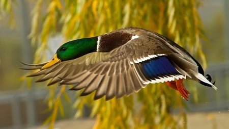 flying duck - wings, fly, animal, duck, colors