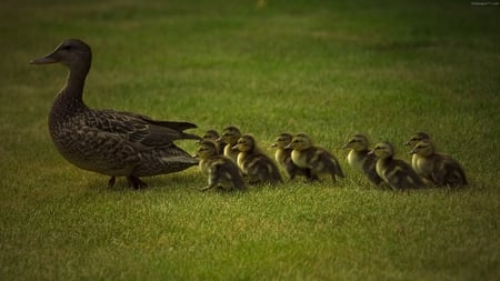 kwek..kwek.. - ducks, chick, animal, cute, mom, love, grass