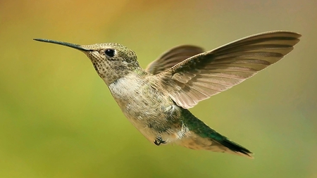 flying - wings, fly, animal, bird, small