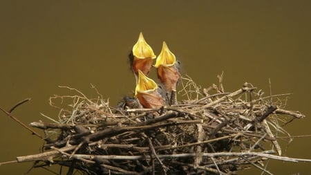 Hungry - birds, animal, hungry, baby