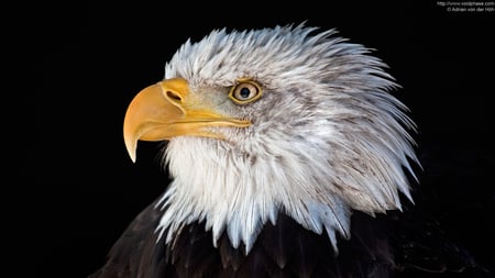 hawk - head, bird, eagle, animal, bald, nice, eye