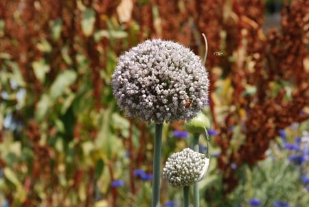 Onion blossom - nature, blossom, special, garden