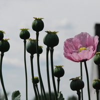 Seedpods of poppy flowers.