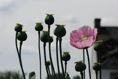 Seedpods of poppy flowers. - amazing, flowers, seedpods, poppy