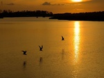 Birds sunset