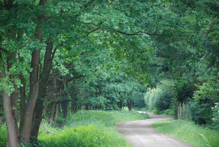 Beautiful and peaceful. - greenery, forest, peaceful, country