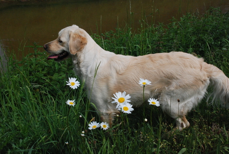 Golden Retriever - pet, loyalty, cute, dog, friend